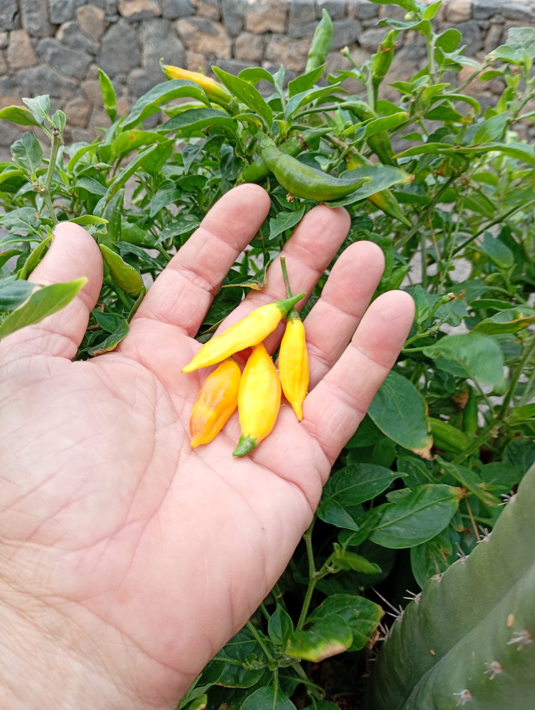 Mano sosteniendo varios chiles amarillos de ají limo recién recogidos de la mata, en el jardín de La Central