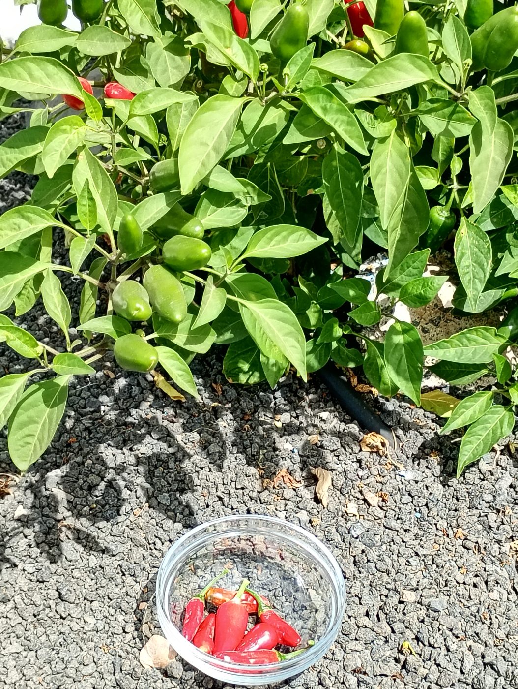 Cuenco de cristal con chiles rojos recién recogidos junto a la mata, sobre grava volcánica
