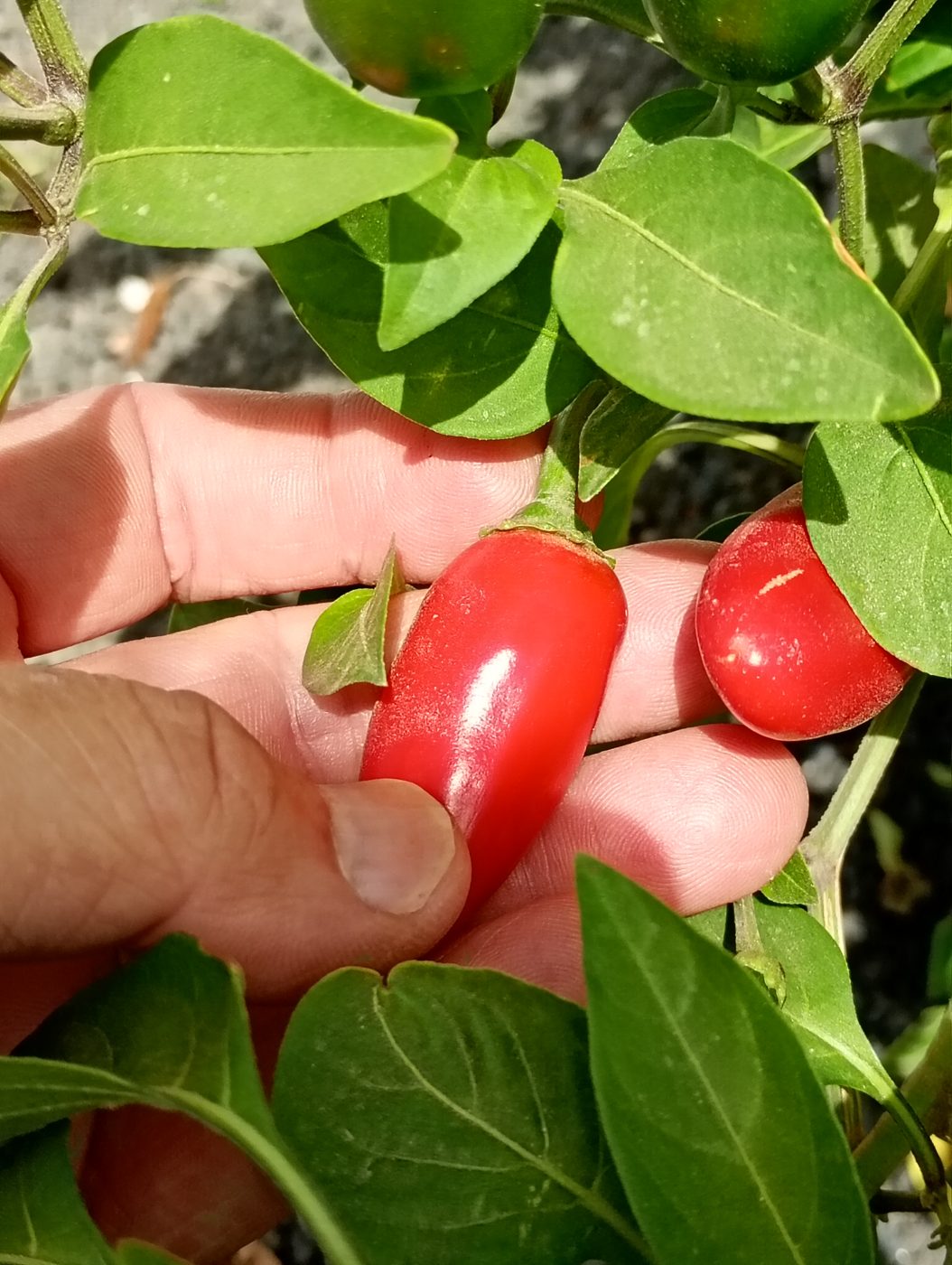 Mano recogiendo chiles rojos de la mata en el jardín de La Central, en Lajares