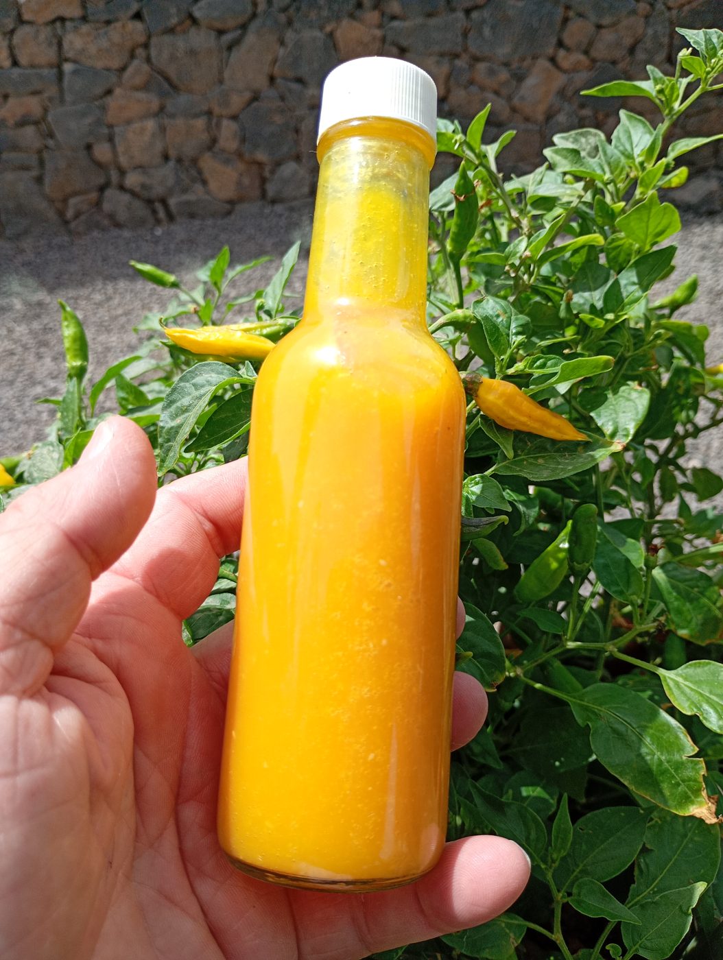 Botella de salsa picante amarilla casera sostenida junto a una mata de chiles